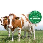 Nutrend 100% Whey Protein 1000 g