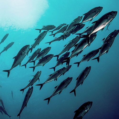 GAL Omega-3 Eco 60 Lágykapszula